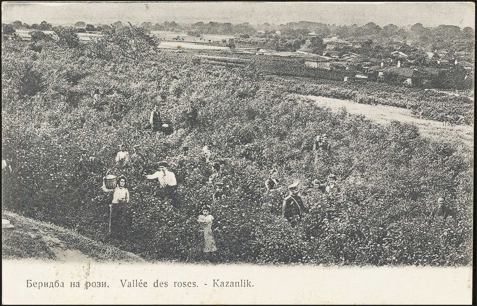Lot 01916