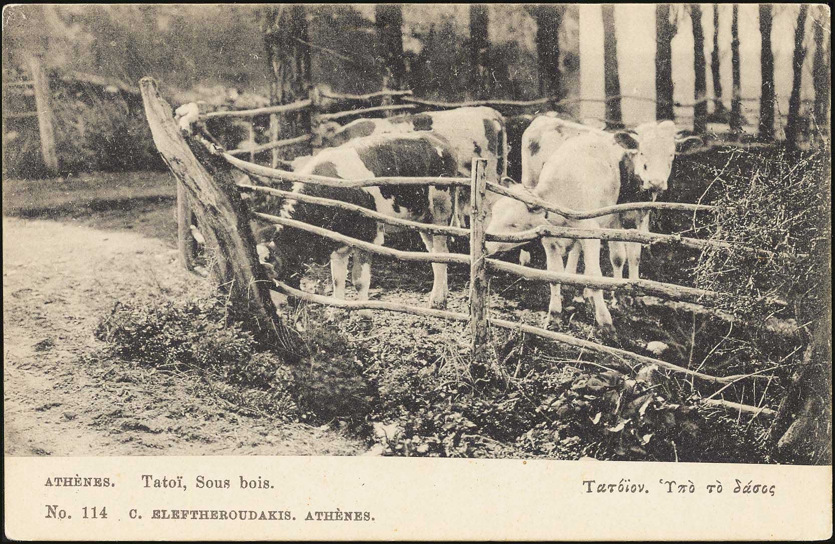 Lot 01907