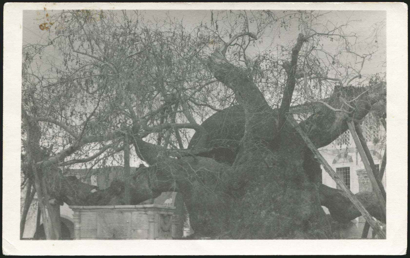 Lot 01309