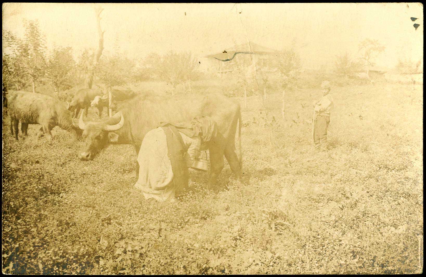 Lot 08893