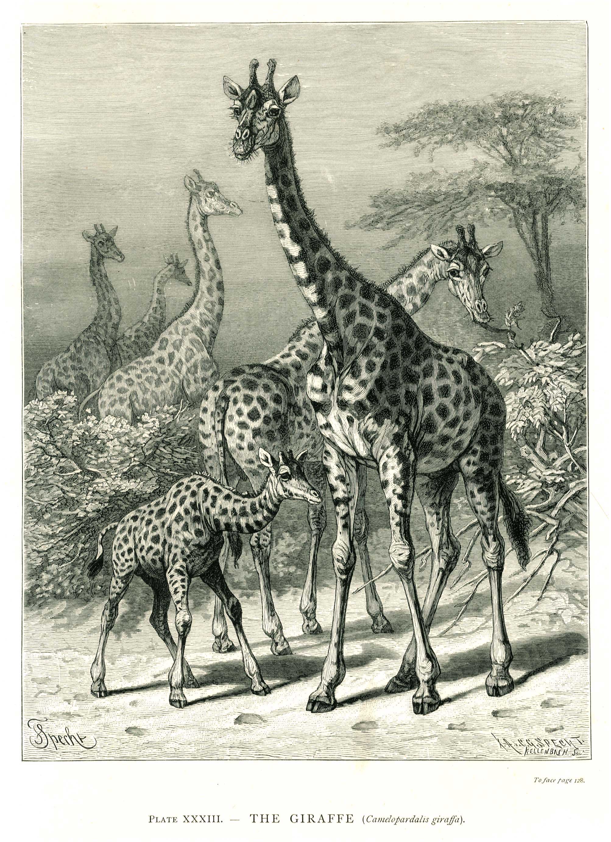 Lot 08184
