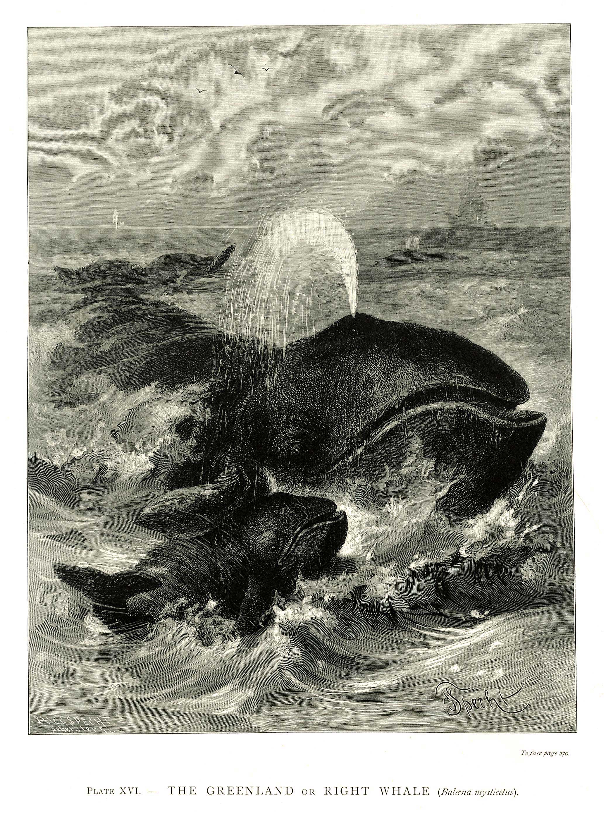 Lot 08184
